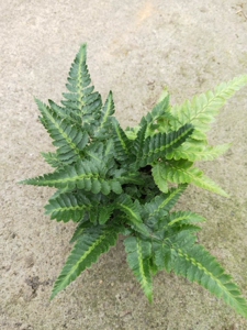 800人付款淘宝常绿蕨 复叶耳蕨印度冬青arachniodes vari花花草草