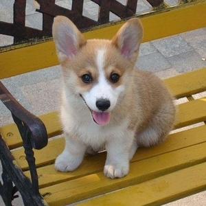 纯种柯基幼犬  因疫情原因,宠物店维持不下去了,现含泪低价出