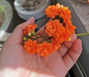 长寿花丹尼,橙红色,玫瑰叶,中花,分枝多,花量极大.有养残了