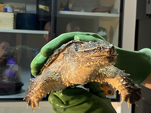 中美拟鳄龟   压成    背甲15   两根胡子磨损,大头