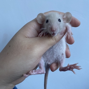 花枝鼠 已满月 浅咖头巾妹妹双卷花枝鼠 40包邮 偏远地区不