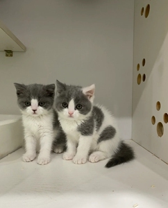 纯种蓝白猫咪活幼体纯种短毛幼猫活物折耳矮脚小型可爱宠物猫幼崽