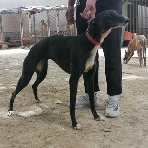 抓兔子狗猎兔犬