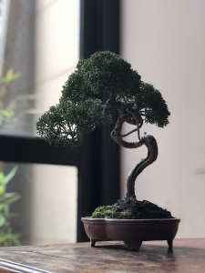 日本济州真柏盆景,文人式,根系发达,过度完美,枝条丰满长势旺