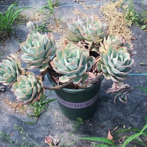 000人付款淘宝朱丽斯多肉植物大单头组合盆栽一物一拍清仓包邮群生