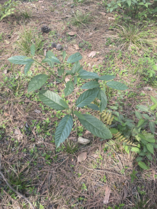 000人付款淘宝大青叶苗,拍下发10棵.