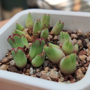 猪蹄 肉锥 生石花 多肉