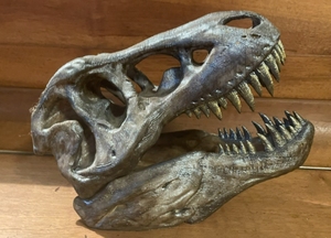 恐龙头骨模型,3d打印图纸,霸王龙骨架头骨 打印文件,stl