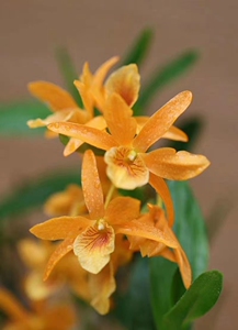 石斛兰盆栽洋兰黄火鸟den. stardust fire