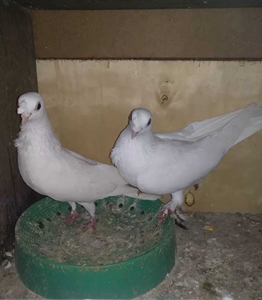 请教一下这两种鸽子哪个更有价值,前面两个说是四川乐山高飞,豆