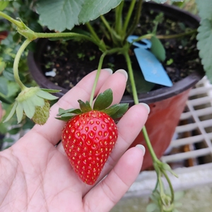 草莓苗盆栽 阳台庭院盆栽水果 天仙醉 妙香七号 雪兔白草莓