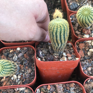 黄金士童仙人球