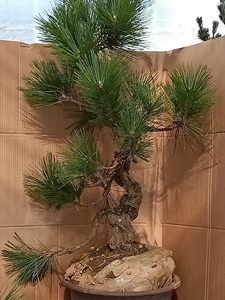 日本八房锦松