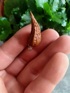 文玩野生秋子异形小辣椒!骨质好油性大!做挂饰配件首选!净高3