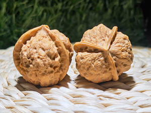 云南铁核桃三棱