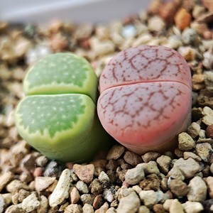 两颗出锦生石花 绿福来 绿孔雀 曲玉