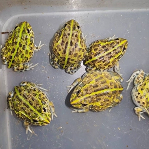 泡沫小面淘宝非洲牛箱头蛙非洲牛蛙活体非牛宠物蛙招财蛙幼体苗巨型