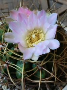 仙人球,莺鸣玉 gymnocalycium marquezi