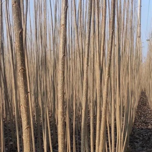 出售毛白杨树苗 速生杨树苗 107杨树苗