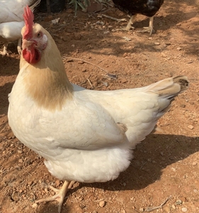 散养纯种广西岑溪古典鸡,岑溪古典鸡,岑溪古典三黄鸡,岑溪古典