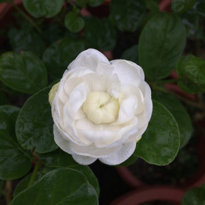 单杆宝珠茉莉花 适用空间:阳台 庭院 植物类别:木本花卉 开