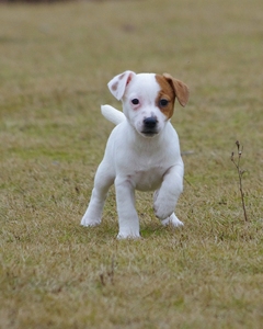 杰克罗素梗幼犬纯种