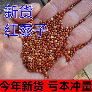 红糜子黍子带壳大黄米黍谷北方杂粮黍米五色黍子鸟粮鸟食料枕头填