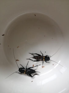 双斑蟋  自然生长  蛐蛐  斗蟋10一个5个起包邮