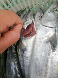 本地黄海小船货，想吃新鲜的海杂鱼请关注我，价格优惠，绝对新鲜