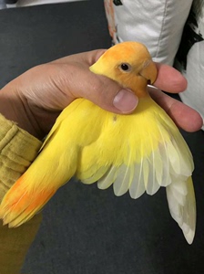 长期出各种手养牡丹鹦鹉幼鸟，成鸟，黄头蓝金丝，白头蓝金丝，黄