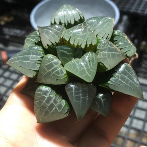 十二卷寿#阿房宫,十二卷多肉植物,大规格25元一颗.