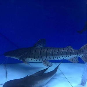 虎斑鸭嘴鲨鱼活体虎纹鸭嘴鱼淡水鲨鱼大型凶猛热带观赏鱼包邮包活