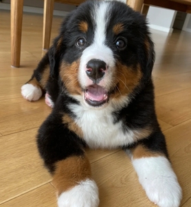 纯种冷门犬伯恩山幼犬