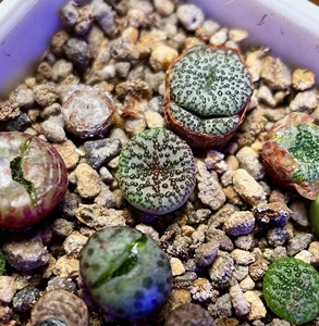 000人付款淘宝编号安贞霓虹安贞红椒安贞红娇安贞肉锥可选淼恩爱