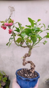 卫矛童子功盆景 卫矛已挂果 果色鲜红漂亮