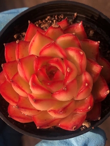 萤火虫多肉植物 一物一拍 无美颜无滤镜 苹果手机实物拍摄