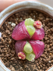 红毛mg1804肉锥 红宝石红毛汉尼 可以非常红非常红 见下