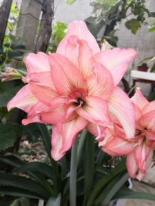 朱顶红僵尸开花球规格,无花叶,一个40元,开花对版,本人春季