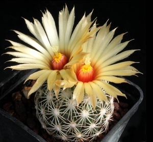 狮子奋迅,实生萝卜根,仙人球,多肉植物,顶花球属美刺盆栽