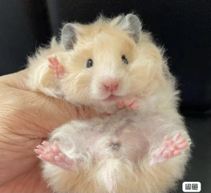 (48一只长毛米熊包邮到家)仓鼠金丝熊家养小仓鼠仓鼠宠物繁殖