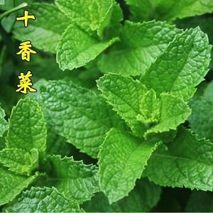 十香菜鱼香菜河南十香老苗新鲜野生天然十香
