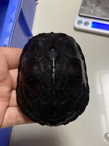 纯种黑颈龟广西