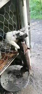 广西实战猎犬后代品种大黄狗五短下司虎斑师傅太仓三号梗五黑土松