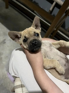 巴哥小黑脸八哥可爱陪伴犬小型犬犬小狗崽幼崽公母