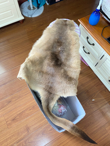 澳洲袋鼠皮整张