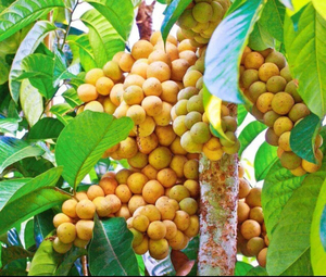 000人付款淘宝嫁接龙宫果苗泰国龙宫果树苗盆栽地栽果树苗南北方种植