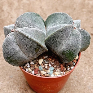 万物皆可挂闲鱼仙人球多肉星球属实生四角五角连体银沙鸾凤玉