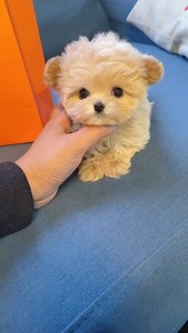 纯种马尔泰幼犬马尔泰宠物狗小体长不大茶杯自家繁殖奶油色马尔泰