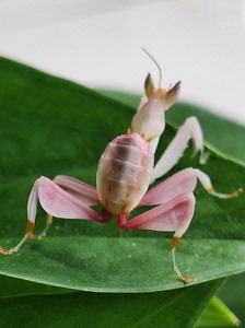 粉色兰花螳螂五龄，就有几只，喜欢的朋友联系咨询！