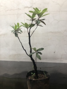 云锦杜鹃盆景素材,价格不统一,喜欢带图询价,价格为脱盆脱土价